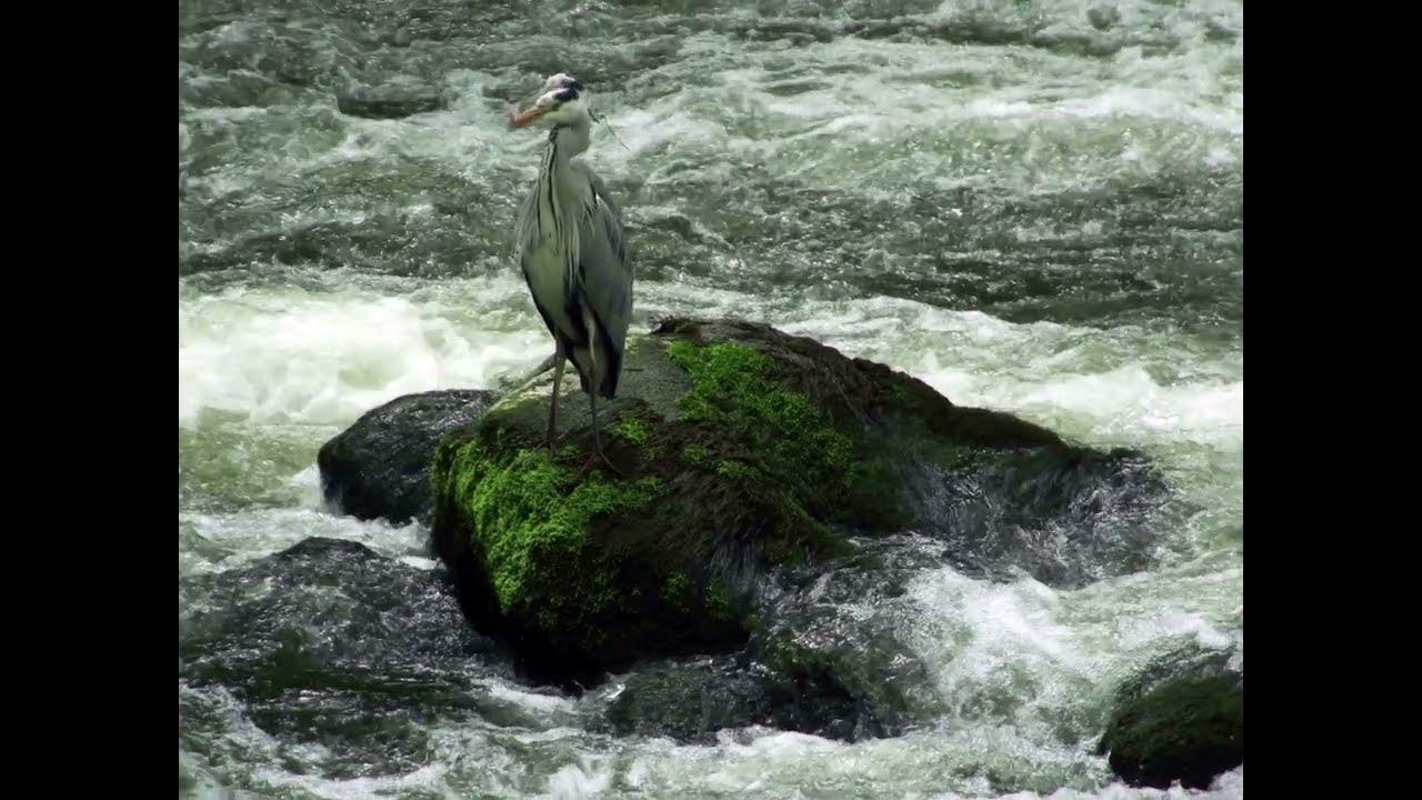 heron watch scotland YouTube