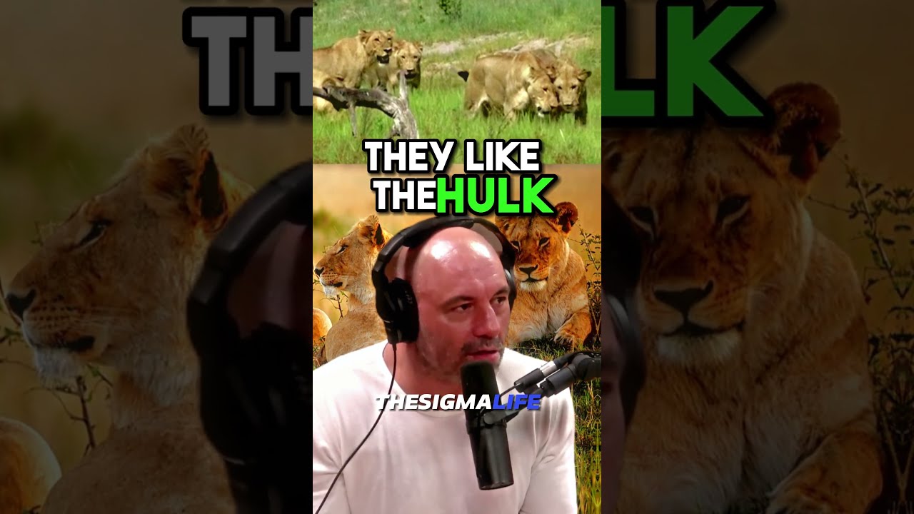 The Biggest Lion Species In World Joe Rogan Joerogan Jre Shortsfeed Lions