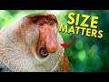 For Proboscis Monkeys, Size Does Matter