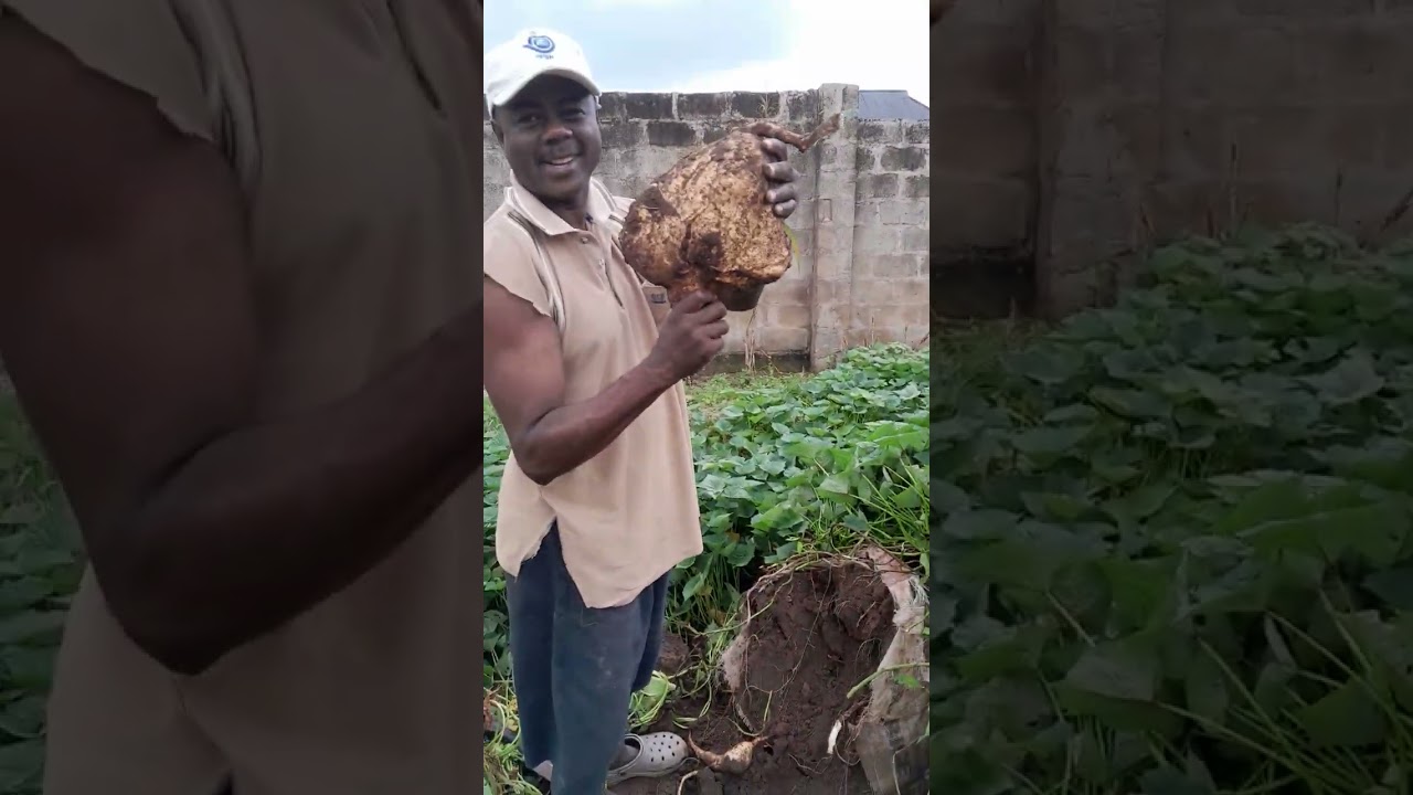 Sack farming (Sacgriculture): Growing potato in sack. Another successful experiment.