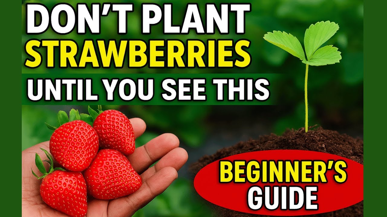 Don’t Plant Strawberries Until You See This – Step-by-Step Beginner’s Guide