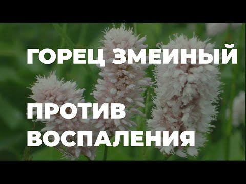 Видео: Для чего используется змеиный корень?