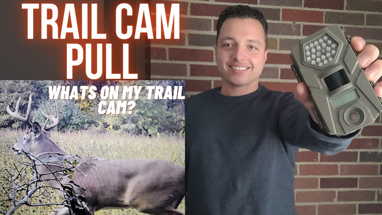 MICHIGAN Public Land TRAIL CAMERA PULL How Many Deer Hunters Come