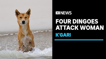 Woman attacked by four dingoes on K