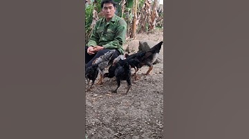 Hlau youtube pub qaib.cho gà ăn