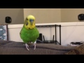 Kiwi the parakeet talking for almost 2 minutes