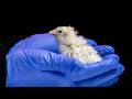 Company hatches first chicks from artificial egg, advancing avian embryo development, de-extinction