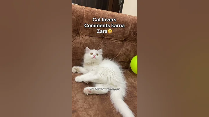 Video 11505121: doll face persian cat, cute persian kitty, persian cat sound, cat lovers