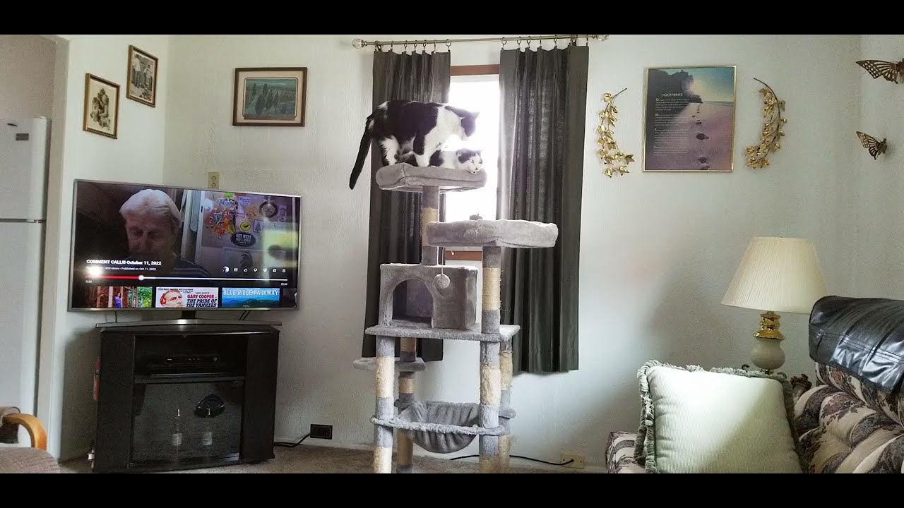 cats playing YouTube