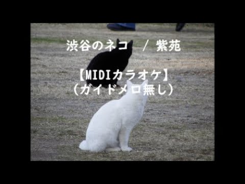 渋谷のネコ 紫苑【メロ無しカラオケ】