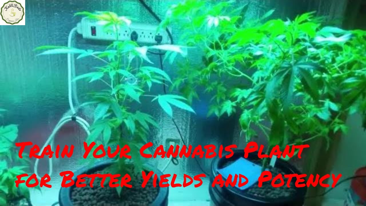 How to Train Your Cannabis Plant for Better Yields and Potency - Indoor Cannabis low stress training