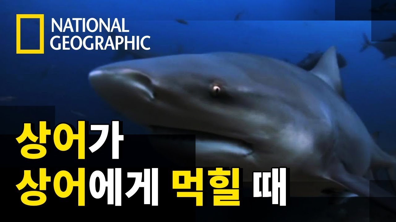 흑단상어가 황소상어에게 먹힌 이유