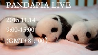 pandapia live 20151114 熊貓寶寶成長直播