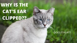 Why is that cats ear clipped? #shorts