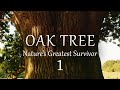 1/2 The Oak Tree, Natures Greatest Survivor - August to February