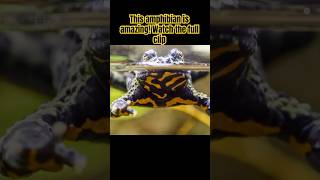 Amphibians Are So Weird