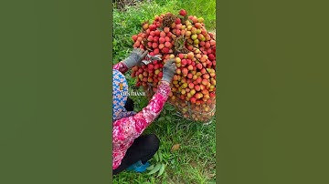 Tại sao vải Lục Ngạn Bắc Giang nổi tiếng khắp thế giới? #shorts