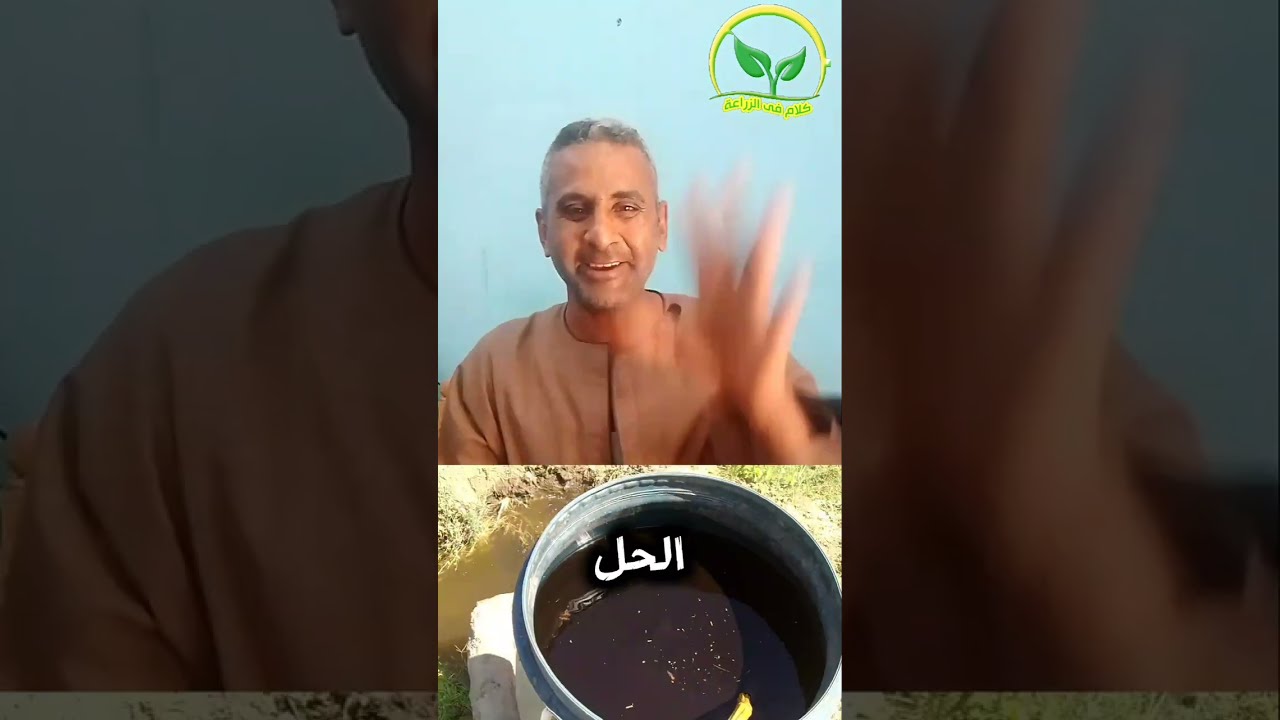 طريقه تسميد القصب خلال الموسم للحصول على أعلى إنتاج