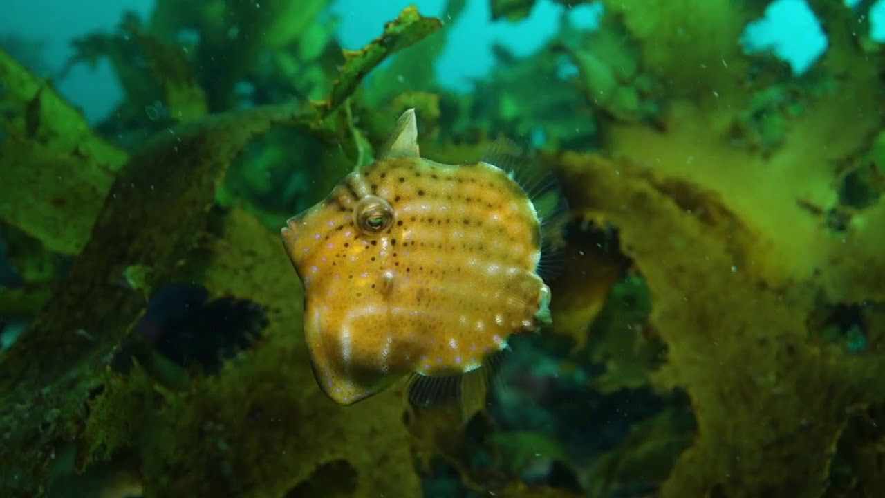 Pygmy Leatherjacket (Brachaluteres jacksonianus)
