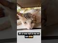 और 17 साल पढ़ने के बाद पता चला 🫢😂 Funny Cat Vlog | Comedy Video | Funny Cat 🐈