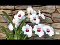 В гости к орхоману! Как Кэрол выращивает орхидеи. Башмачки, катасетумы, каттлеи. Давно не виделись!