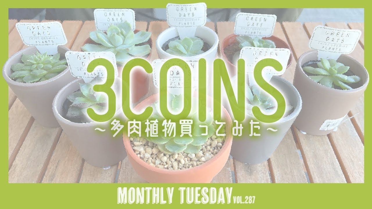 Echeveria] Great value for money! I bought some popular succulents