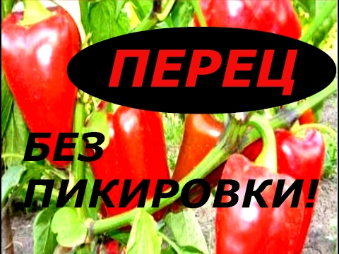 ПЕРЕЦ БЕЗ ПИКИРОВКИ ! СУПЕР СПОСОБ ПОСАДКИ ПЕРЦА !