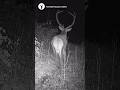 2 cervi maschi🦌 #fototrappolaggio #animals #wildlife #nature