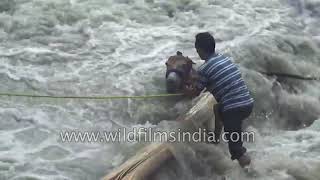 True hero: Man rescues Mule from flood-swollen Himalayan river