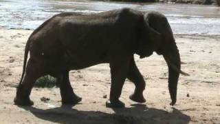 Elephant Peeing In Kenya