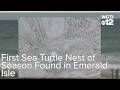 First Sea Turtle Nest of Season Found in Emerald Isle