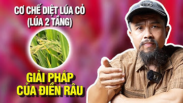Phân Tích  Thuốc Trị Lúa Lộn- Cách Thức Diệt Lúa Cỏ Của BS11- ATAS Cty VFC- Hoạt Chất Atrazine