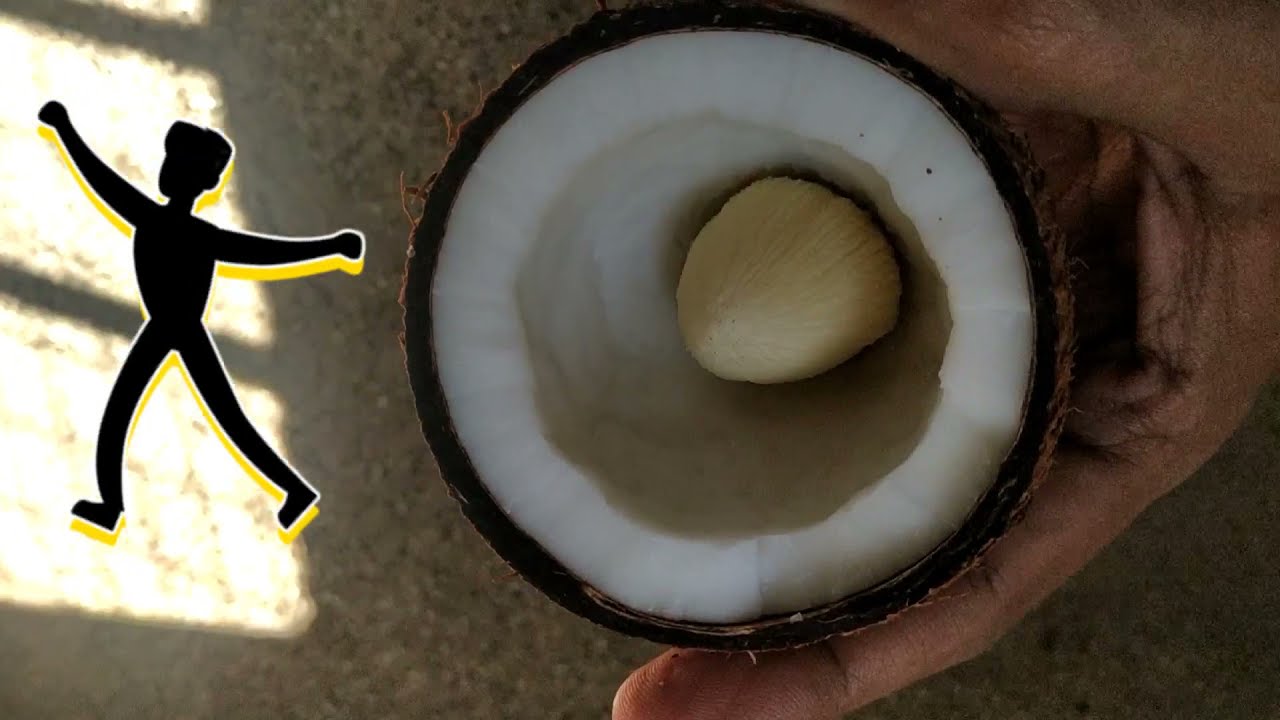 coconut embryo coconut embryo benefits Amazing health benefits of