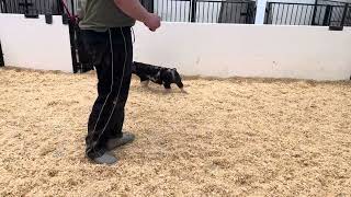 Full 16-1 Spot Boar Update