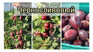 Крыжовник Черносливовый