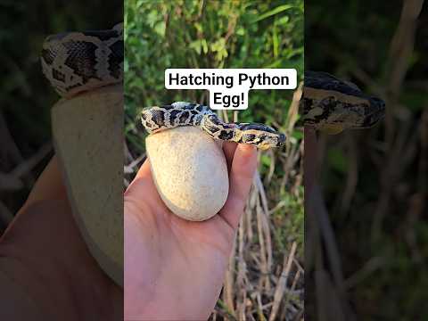 PYTHON EGG HATCHING! #python #snake #shorts #wildlife #nature #dangerous #herping #crazy #florida