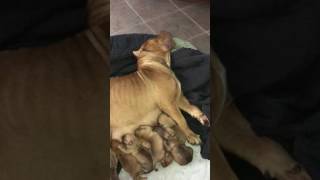 Momma Pit Bull 4 Day Old Puppies Rescued Out Of Shelter