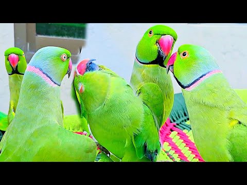 Parrots Beauty Talking🌿🎀