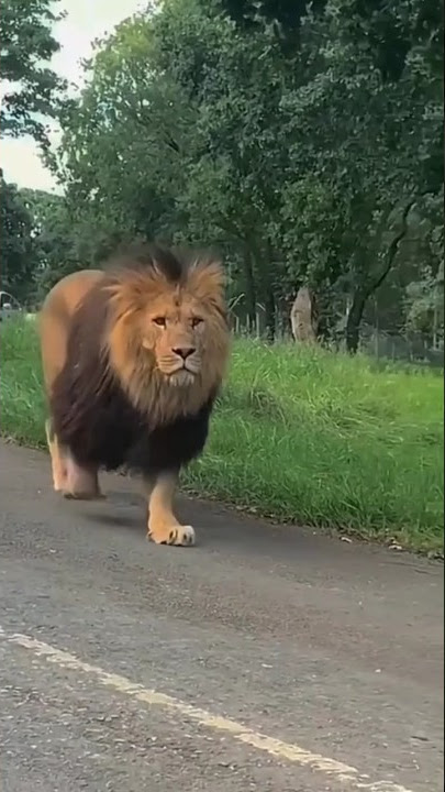 Most Dangerous Lion 🦁 / National Geographic / #youtubeshorts #viralshorts  #nationalgeographic