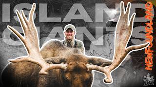 Moose Hunting for Island GIANTS (EPIC Moose Hunting Adventure) | Canada in the Rough