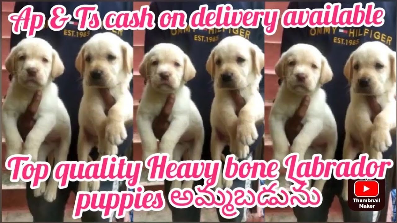 Labrador puppy for sale6302529656ongoledog market in ongole YouTube