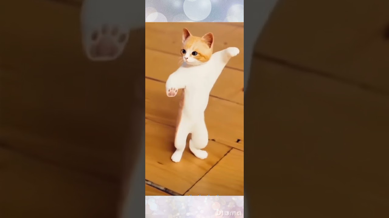 dancing cat part 5 ( jinga Lala hoo hoo 🤪 )