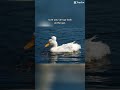 Running duck on a duck