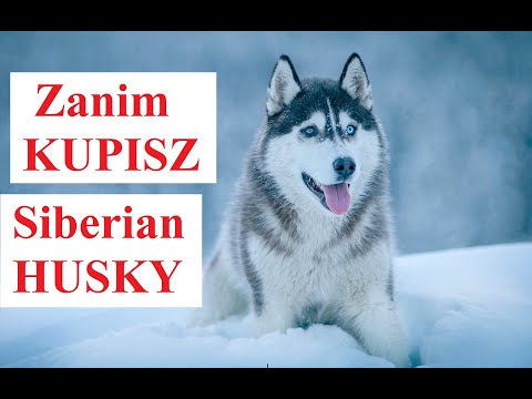 Wideo: Czy energia husky to dobry zakup?