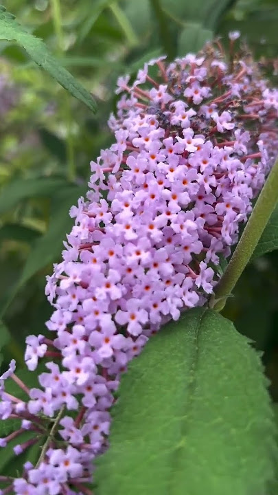 Lilac remain my favourite flowers #memories #flowers #lilac