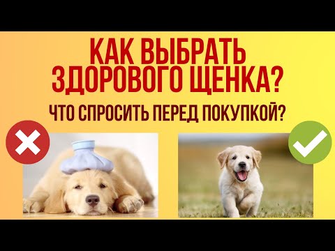 Как правильно выбрать щенка? Нюансы, которые необходимо узнать у заводчика перед покупкой собаки