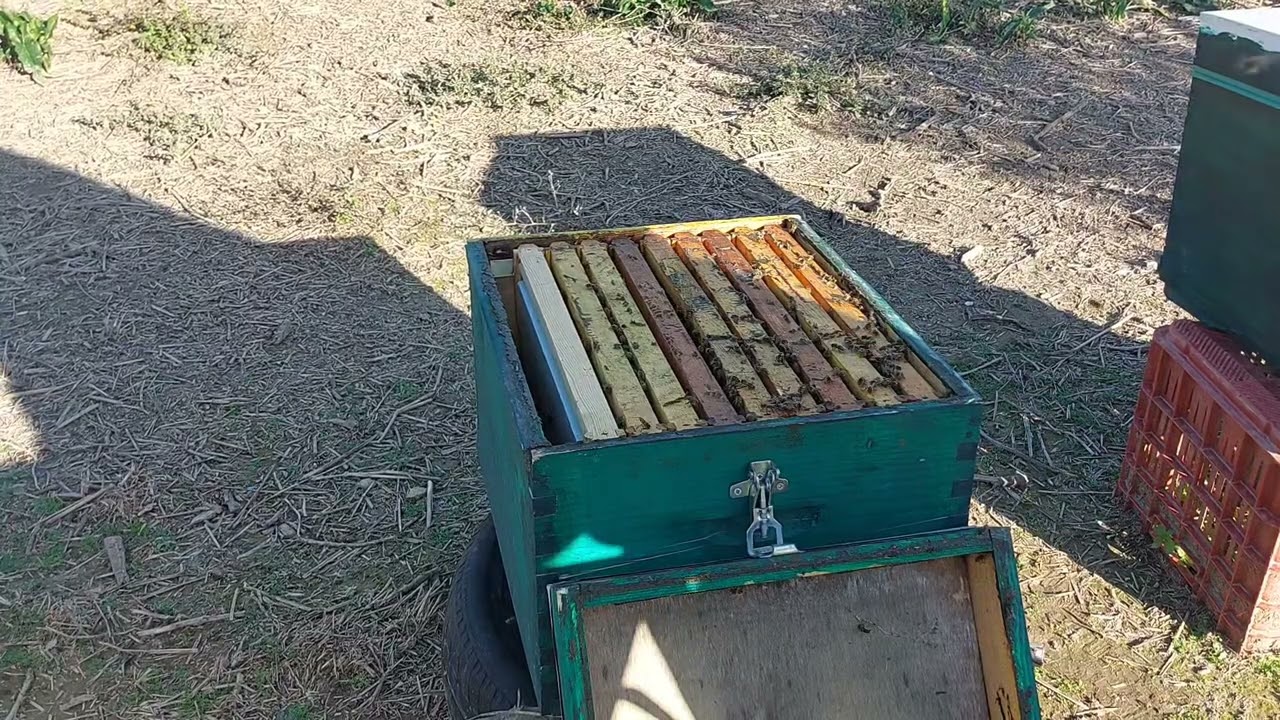 Πρώτη επιθεώρηση κ τροφοδοσια  Μελισσοκομία Ιανουαριος 2025(Μεσολόγγι)