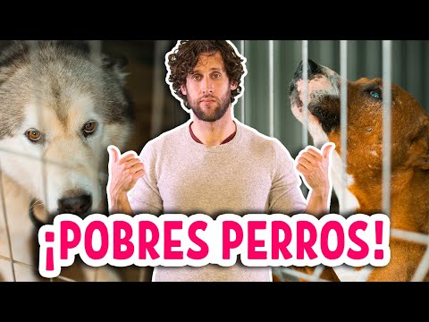 Video: Problemas Comunes A Los Perros De Raza Pura