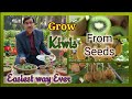 How to grow Kiwi Plants from fresh fruit Seeds , A totally New Method , Days 0-75