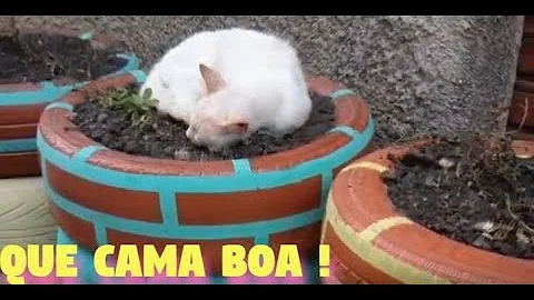 Qual cheiro espanta gato?